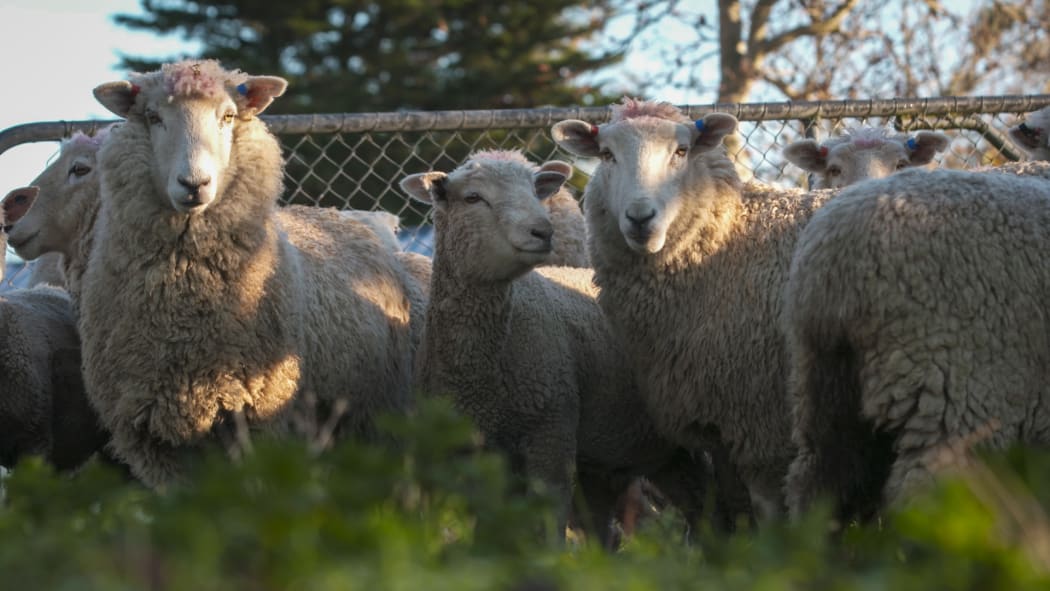 Wool prices have taken a big hit due to Covid-19, farmers are worried