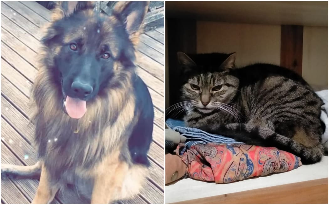 Dog best sale raping cat
