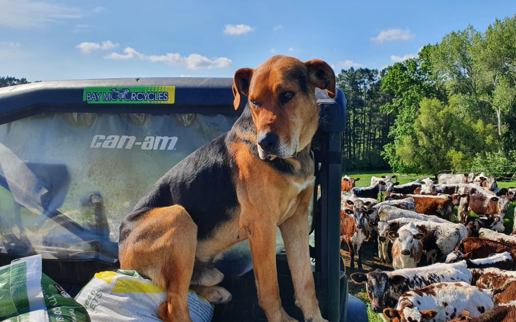 Diesel finds a comfy spot to sit during calf feeding
