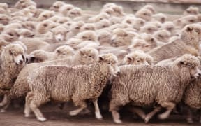 sheep
