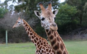 Giraffes at Christchurch's Orana Wildlife Park