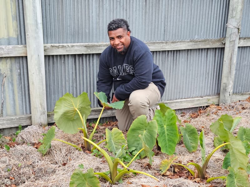 Salvation Army Minister with the taro planted in the Ashburton Community Garden.
