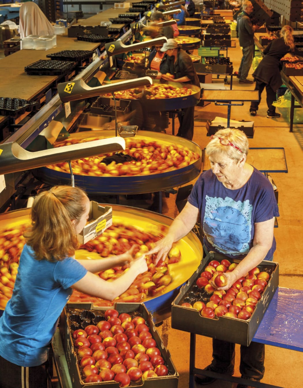 Hintons sorting nectarines