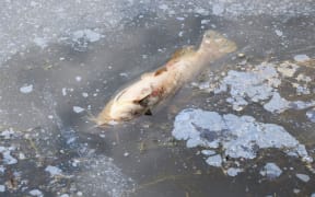 Removal of lake weed at Rotorua Lakefront.  Photo  / Ben Fraser