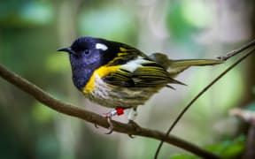 Hihi