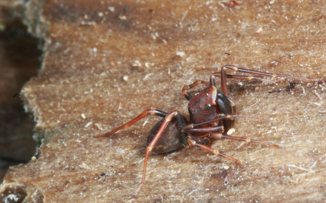 The NZ trap-jaw spider