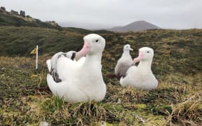 Wandering albatrosses of Marion Island
