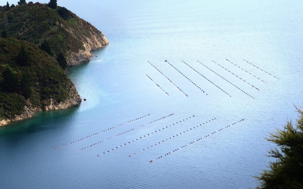 Aquaculture is one of the main industries included in Marlborough’s economic wellbeing strategy.