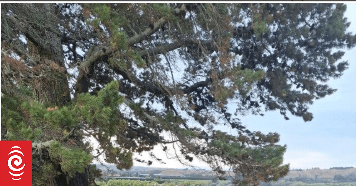 Residents return home after Hawke's Bay blaze