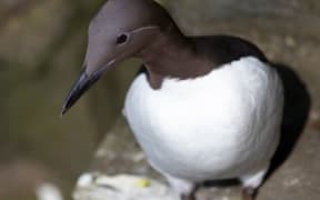A common murre perched on a ledge at Alaska Maritime National Wildlife Refuge.