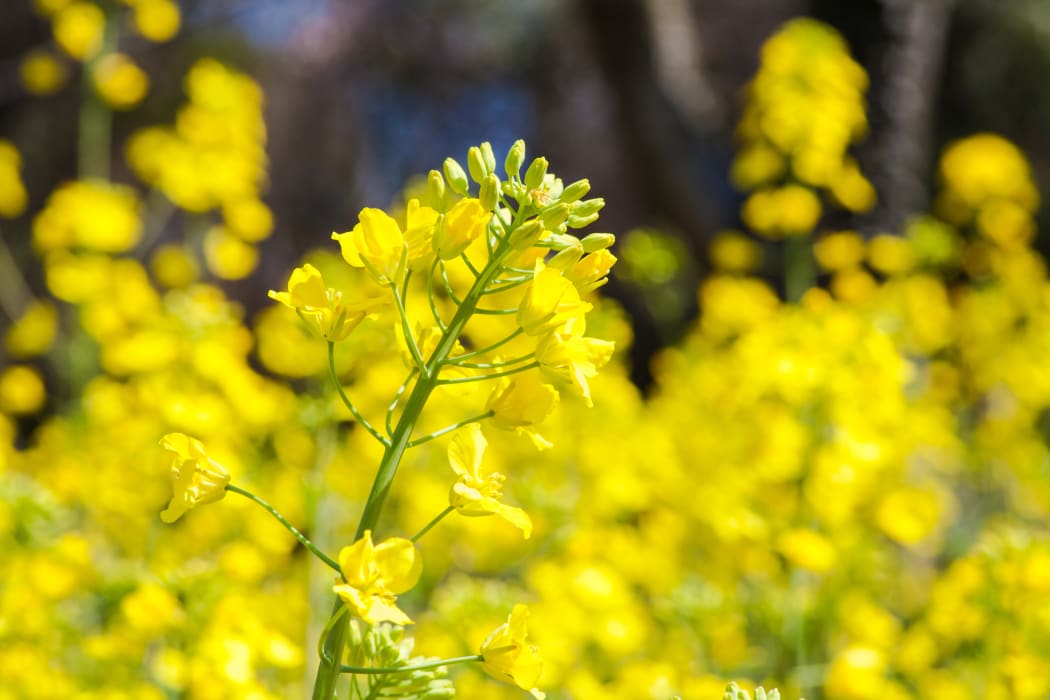 canola flowers - bright yellow, in close-up