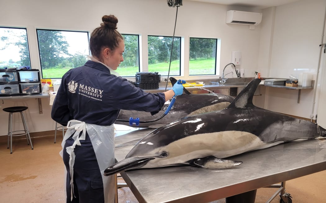 A study of PFCS - also known as 'forever chemicals' - looked at how they accumulated in marine life.