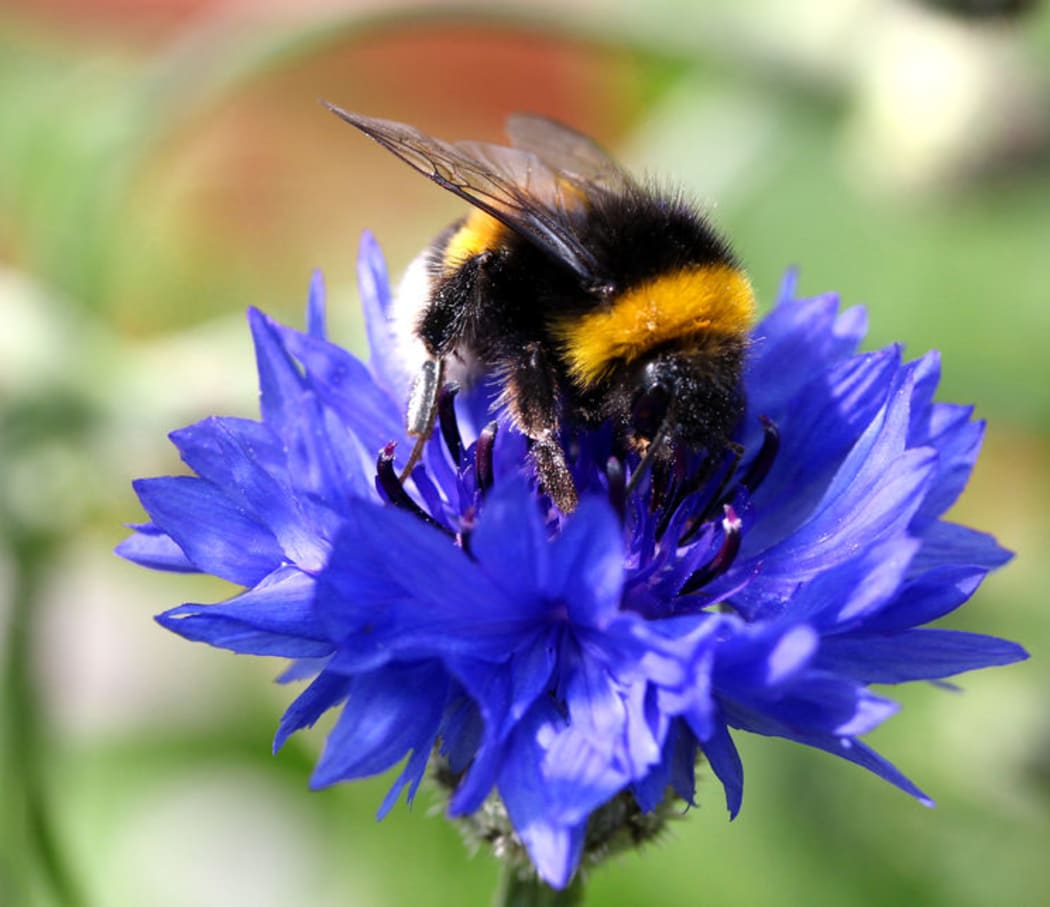 bumblebee, bumblebees