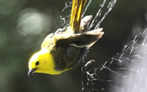 Mohua bird