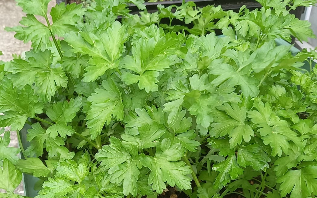 This paepae garden is planted with juicy Italian parsley, to be kept by the kitchen door for easy winter access.