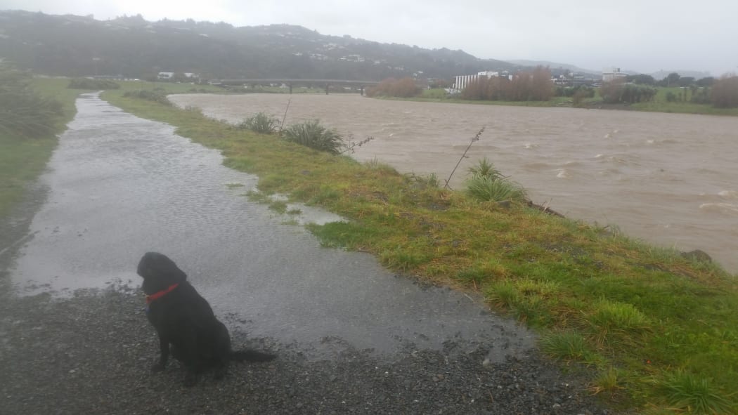 Inka the dog is not keen to walk through a puddle near the Hutt River