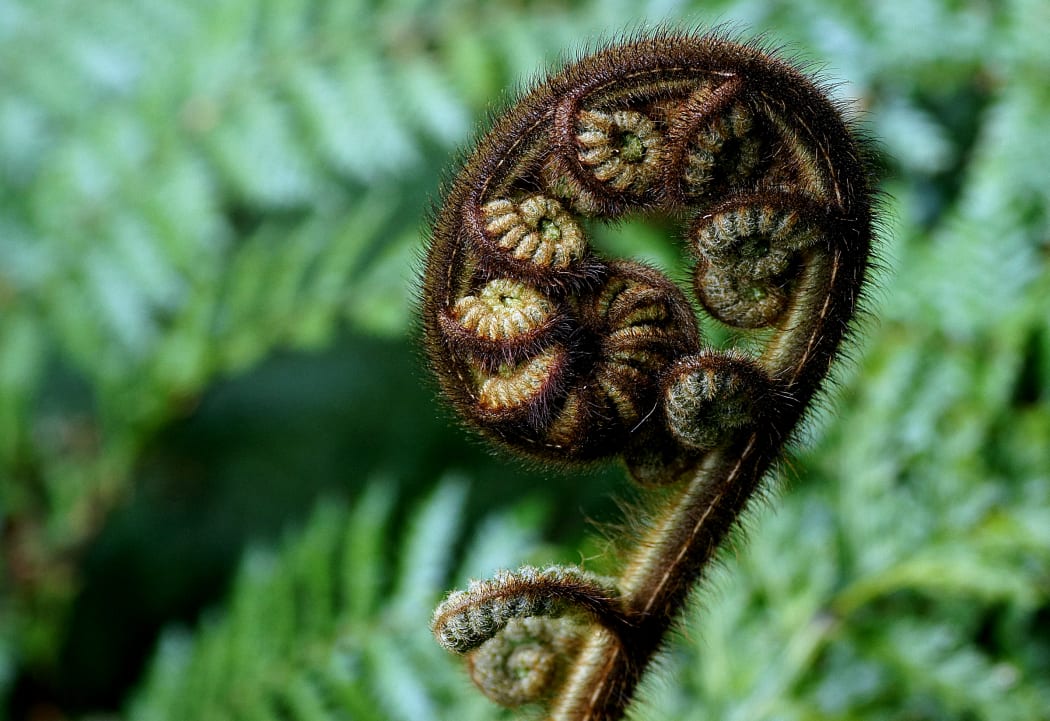 Koru unfurling
