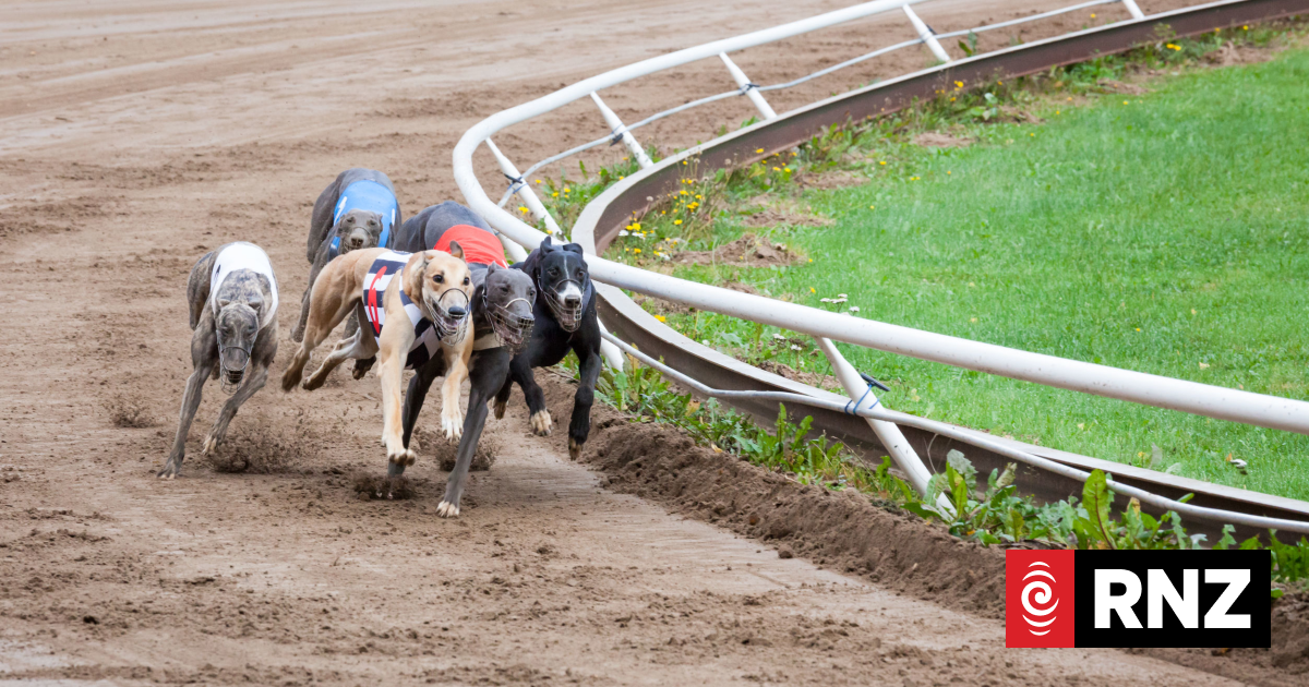 Animal activists want decision on greyhound racing ban following latest death - Vimarsana News