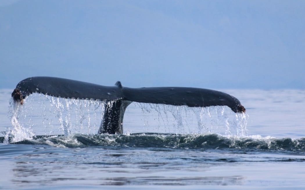 Humpback whale preparing for a dive in Frederick Sound, Southeast Alaska.