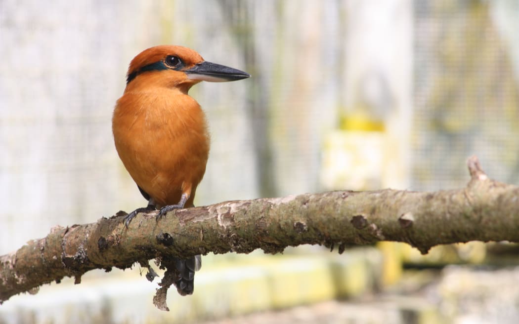 Sihek also known as the Guam kingfisher.