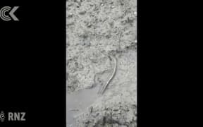 Eels found dead, dumped on Hawke’s Bay river bank