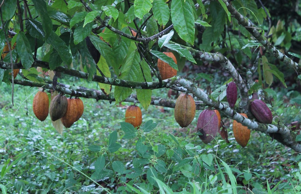 cocoa tree in Papua New Guinea