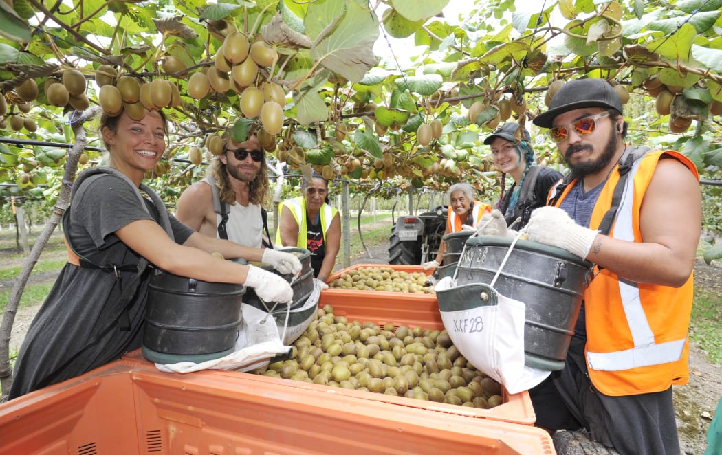 Gisborne’s horticultural industry — of which about a third is kiwifruit by value — has seen a 79.5 percent increase in capital value over the past three years.
