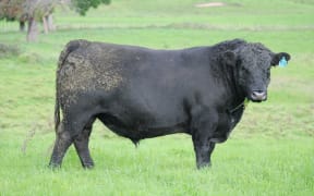 Angus bull sold by Whangara Angus for $92,000,