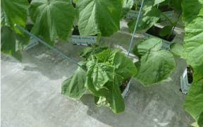 An affected (smaller) cucumber plant next to healthy ones.