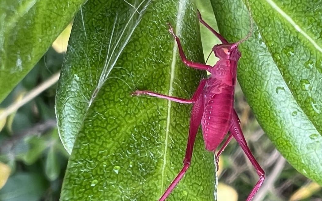 Pink_juvenile_CC_BY_NC_coffey09