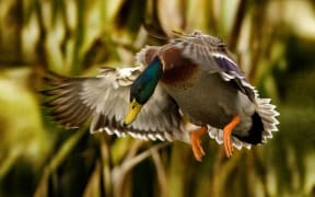 A mallard duck.