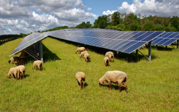Artist’s impression of proposed Harmony solar farm for eastern Waikato.