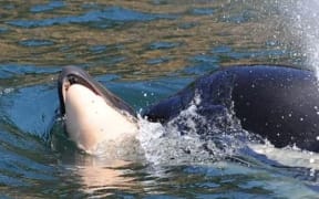 Whale J35 seen supporting her dead calf.