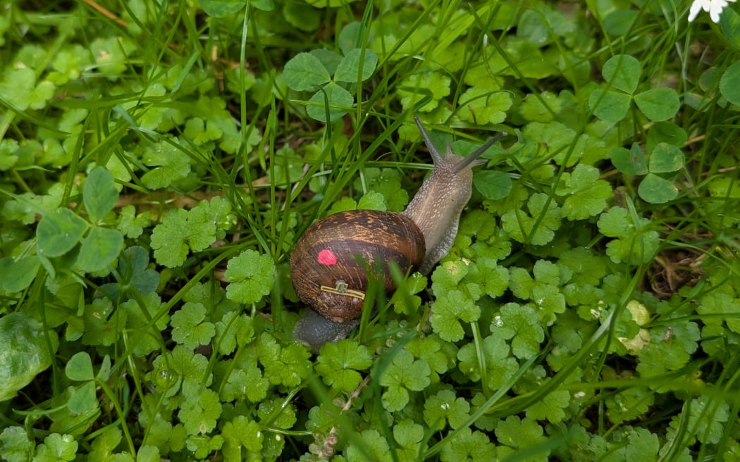 A snail wearing a tracking device.
