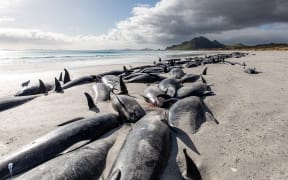 More than 250 whales that stranded on the Chatham Islands on 7 October, 2022 died or had to be euthanised.
