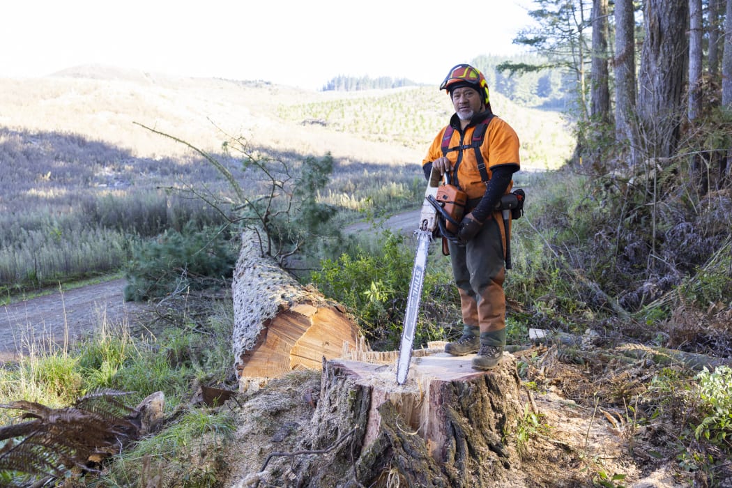 TJ with the 60 year old pine tree he'd just felled in Manulife forest near Tokoroa