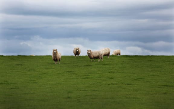 Sheep farming