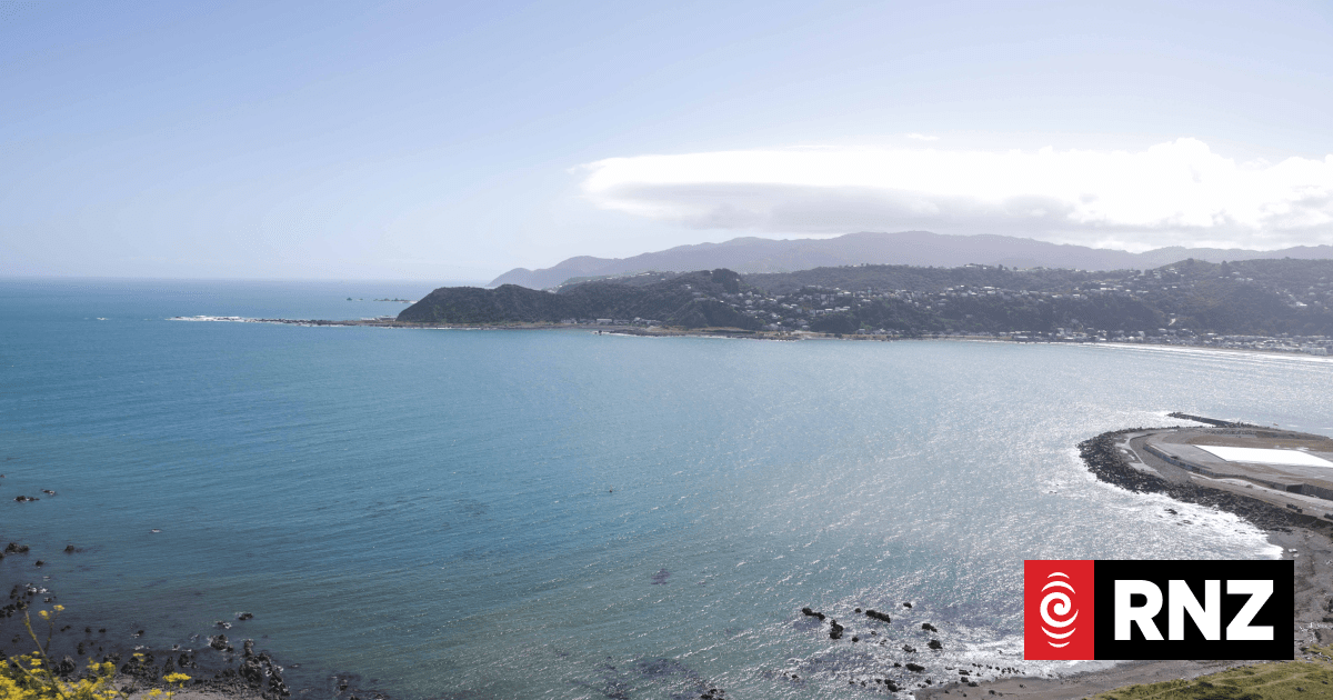 Wellington sewage outflow could kill marine reserve's kelp forest ecosystem