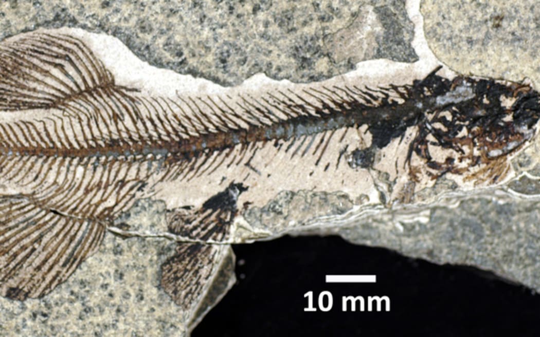 A fossil Galaxias fish from Foulden Maar.