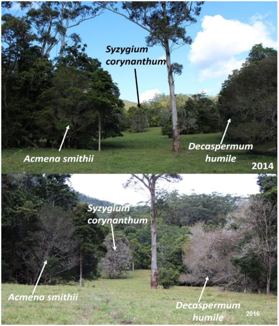 The impact of myrtle rust on three species of Australian myrtles: live trees before infection, in 2014 and dead trees after infection, in 2016.