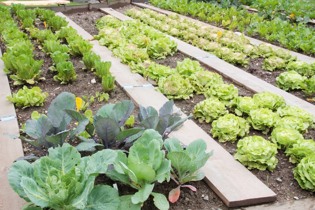 Vegetable garden