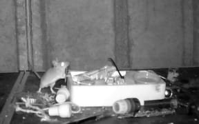 Retired postman Rodney Holbrook says a mouse has been tidying the workbench in his shed.