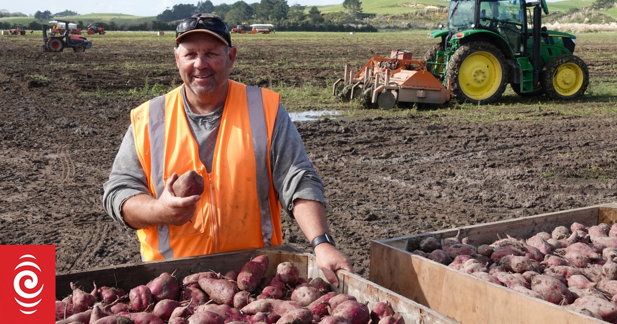 Bumper harvest brings relief for Kaipara kumara growers - Vimarsana News