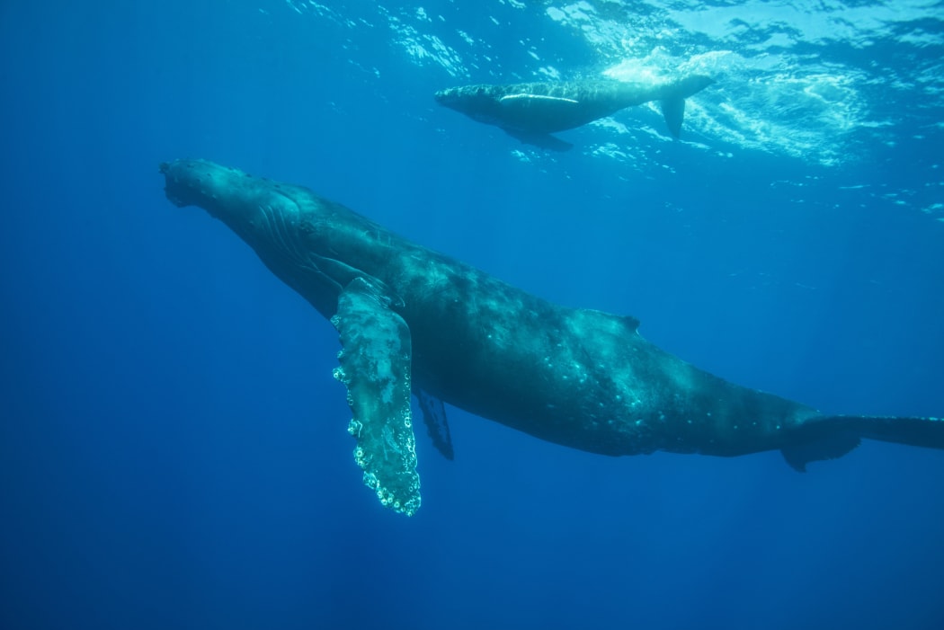Humpback whale, Megaptera novaeangliae, Balaenopteridae, Socorro, Revillagigedos, Mexico.
