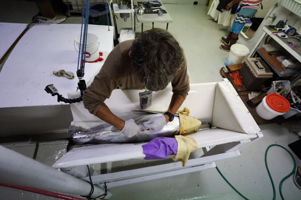 Inserting an archival tag into a yellow fin tuna.