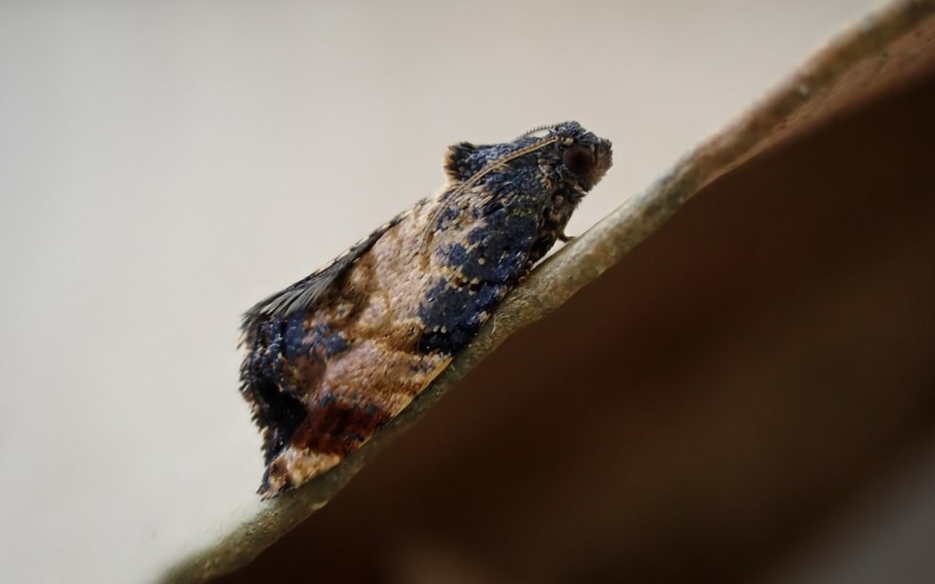 Photo of the Leather Leaf Star Miner