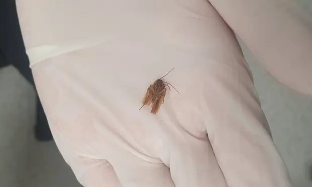 The cockroach pulled from Zane Wedding’s ear.