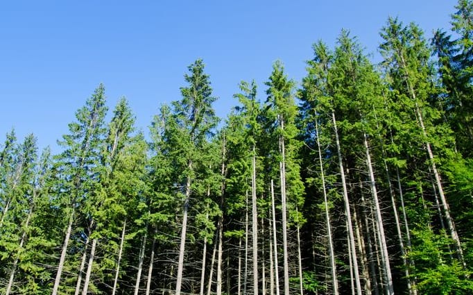 Pine Forest