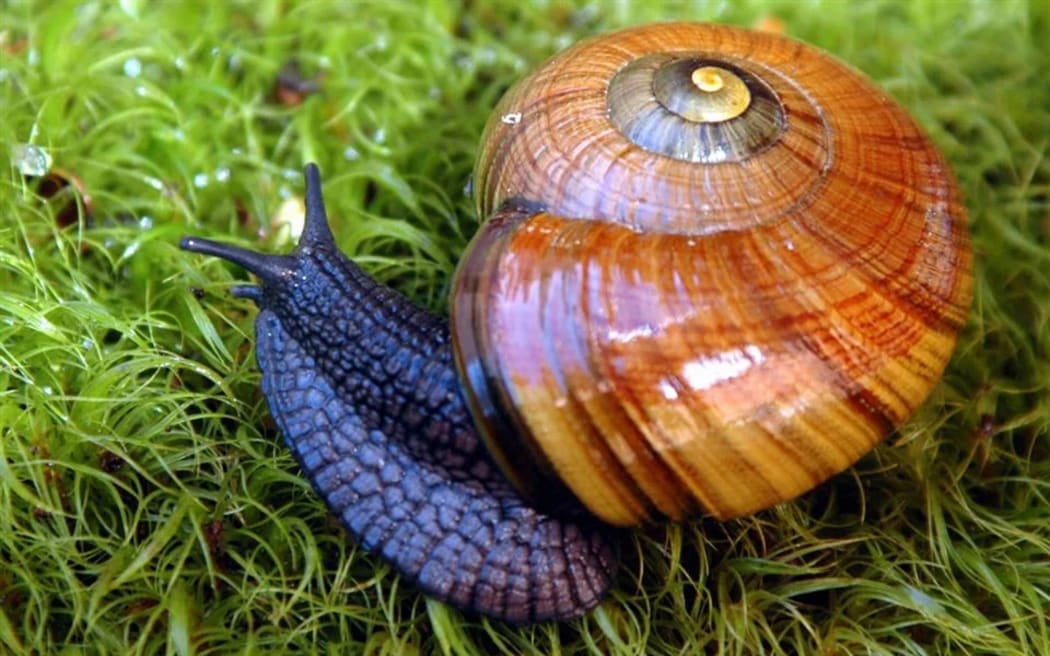 Giant carnivorous land snails aka Powelliphanta hochstetteri consobrina