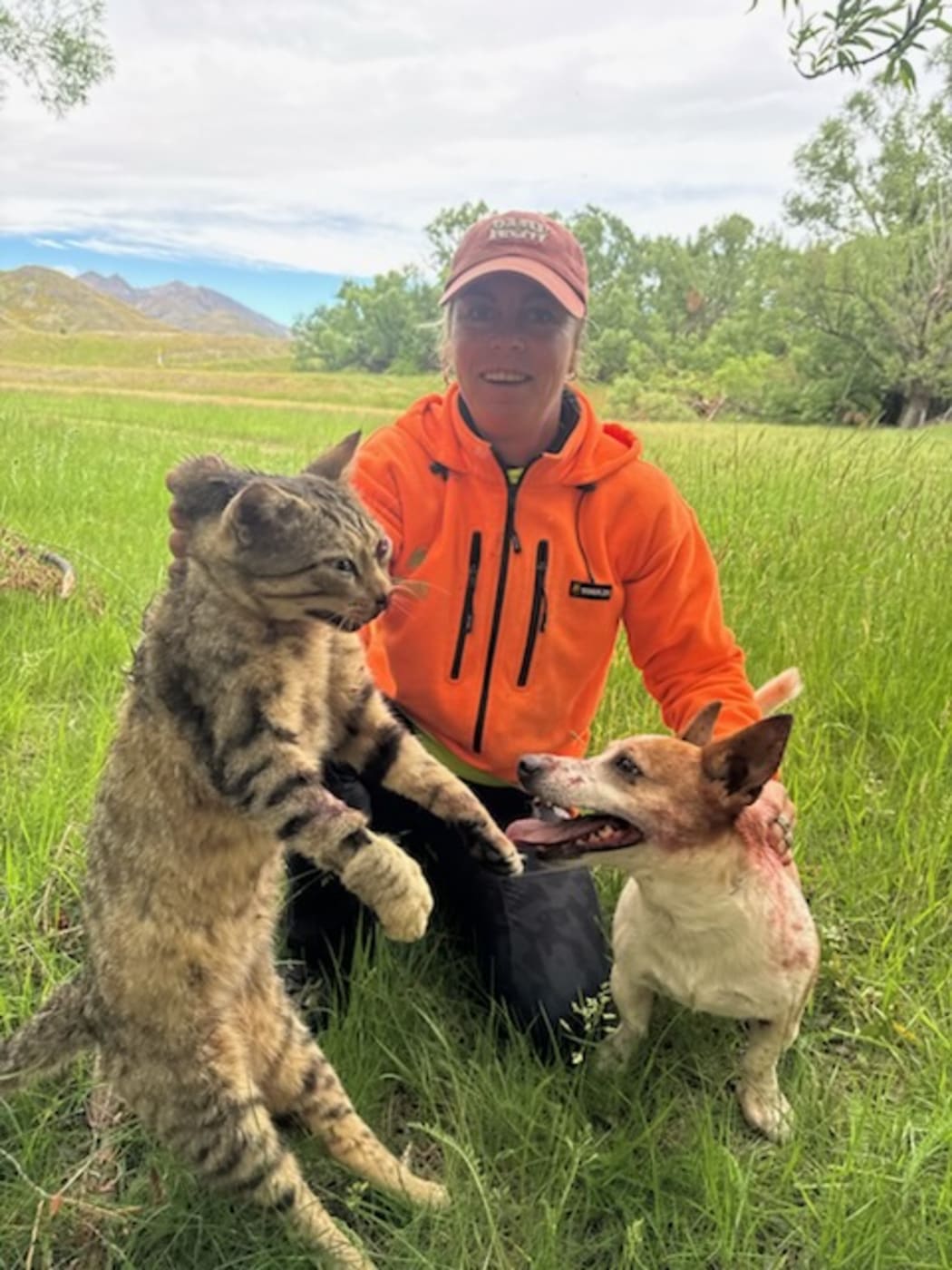 Three large tom cats caught in the vicinity of the black-fronted tern colonies, Dec 2025, credit J&S Mears
